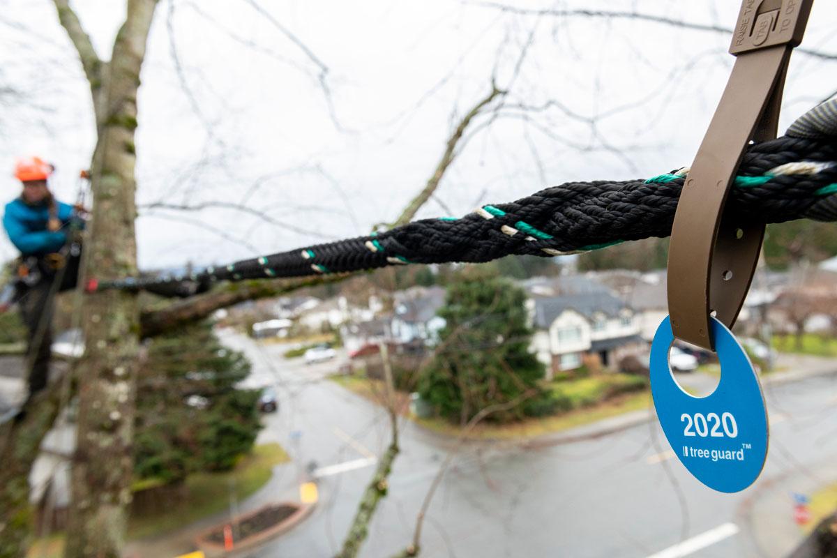 arborist installs non-invasive cabling in a tree