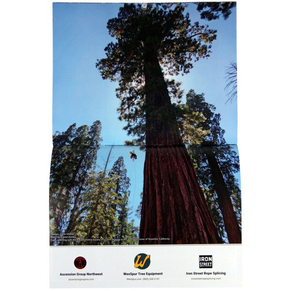 wesspur 2025 calendar with poster length image of old growth tree climbing