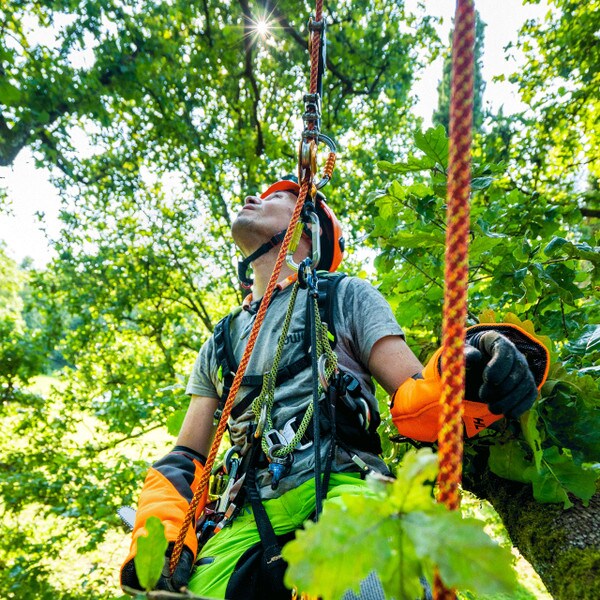 picture of tree climber on courant squir rope